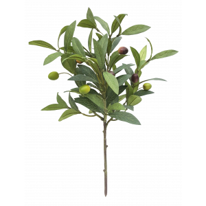 Olive Branch With Olives