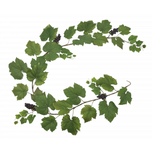 6ft Grape Leaf Ivy Garland with fruit