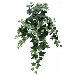 Puff Ivy Hanging Bush x 9	
