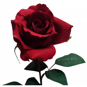 Red Ecuador Rose