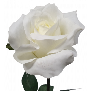 S913Wht  White Ecuador Rose