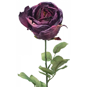 S9882DkPur  Dark Purple Dried Rose