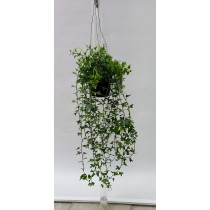 S2786Grn Hanging Ivy in poty
