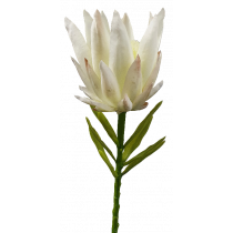 Protea	