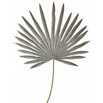 62cm Palm Leaf