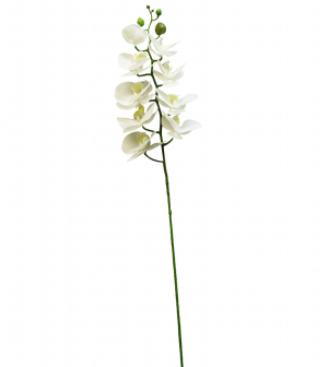 72cm Phalenopsis Orchid
