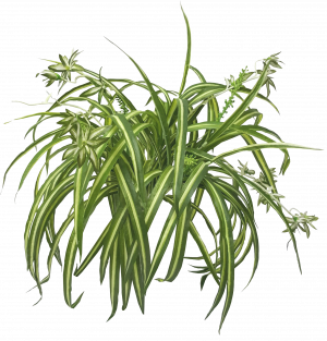 Spider Plant with 79 Leaves Real Touch