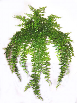 Hanging Bakers Fern x 23