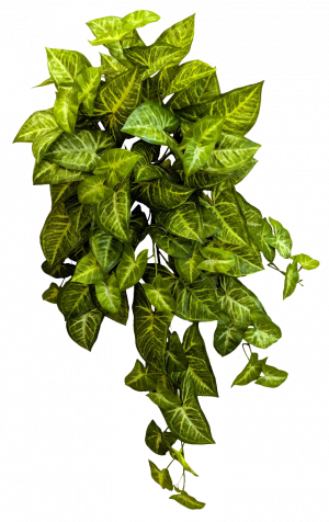 Hanging Green Syngonium Bush Vine x 9