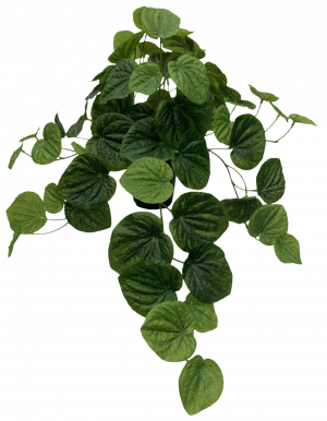 53cm Real Touch Green Peperomia in Hanging Pot S2841Grn
