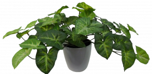 S2874Grn Real Touch Syngonium in White Pot