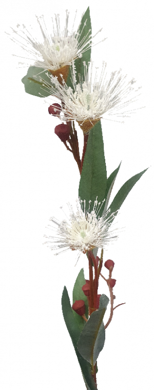 Flowering Gum	