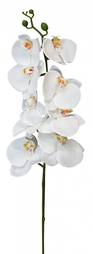 104cm Phaelonopsis Orchid