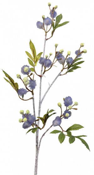 Artificial Blackwood Wattle Acacia melanoxylon Purple Blue S3760Blu