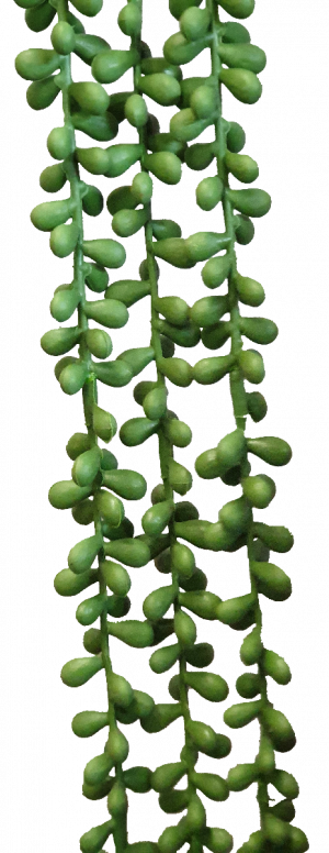 String of Pearls S3867Grn Succulent
