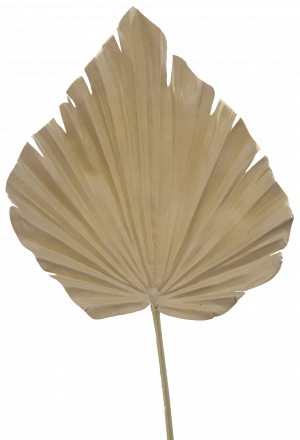 61cm Palm Leaf