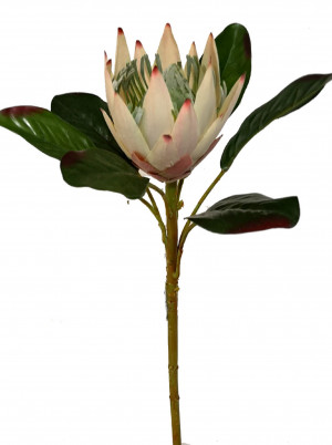 52cm Protea Stem	