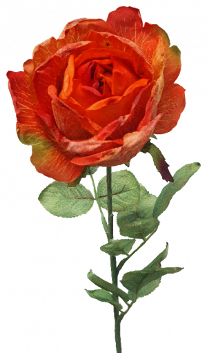 S9882Org Burnt Orange Dried Rose