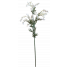 S3624Wht White Australian Wattle