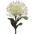 White Leucospermum S3921Wht