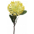 S3921Yel Yellow Leucospermum