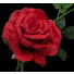 Artificial Red Rose Quiannie S5714Rd