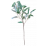S7523Gry Eucalyptus Saligna Branch Grey Leaf Gum