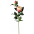 67cm Cream Pink opening rose with Rosebud S7542CrmPnk