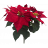 Red Velvet Poinsettia Bush by 5 SX2101Rd